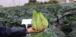 Kapusty czerwone, płaskie i nowe stożkowe od firmy Bejo kapusta włoska stożkowa