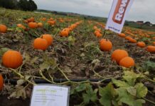 Spotkanie z producentami warzyw w Zielonej (cz. II)