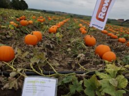 Spotkanie z producentami warzyw w Zielonej (cz. II)