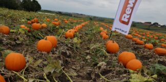 Spotkanie z producentami warzyw w Zielonej (cz. II)