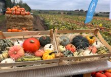 Różnorodność odmian i rozwój rynku dyni – relacja z Dnia Dyni 2025