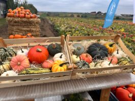 Różnorodność odmian i rozwój rynku dyni – relacja z Dnia Dyni 2025