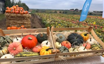 Różnorodność odmian i rozwój rynku dyni – relacja z Dnia Dyni 2025