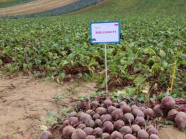 Trzy odmiany buraka ćwikłowego w praktyce – doświadczenia Damiana Micyka burak ćwikłowy sekta