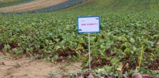 Trzy odmiany buraka ćwikłowego w praktyce – doświadczenia Damiana Micyka burak ćwikłowy sekta