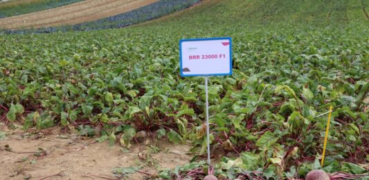 burak ćwikłowy sekta