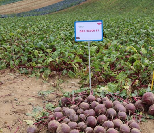Trzy odmiany buraka ćwikłowego w praktyce – doświadczenia Damiana Micyka burak ćwikłowy sekta