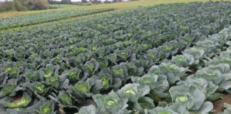 Nawożenie dopasowane do wymagań kapusty