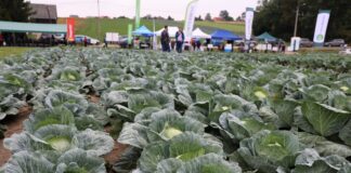 Ochrona kapusty – sprawdzone rozwiązania