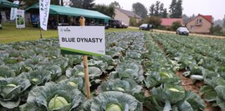 Nowe kapusty 100-dniowe i wyzwania bieżącego sezonu