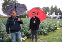 Technologie Rovensa w uprawie kapusty – praktyczne doświadczenia z Charsznicy