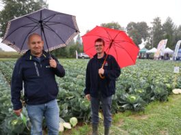 Technologie Rovensa w uprawie kapusty – praktyczne doświadczenia z Charsznicy