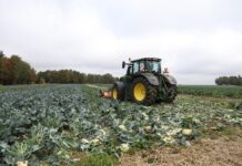 Kolejne plantacje do likwidacji. Na polskie warzywa nie ma zbytu warzywa do likwidacji, kalafior, mulczowanie