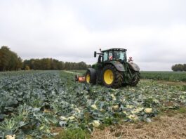 Kolejne plantacje do likwidacji. Na polskie warzywa nie ma zbytu warzywa do likwidacji, kalafior, mulczowanie