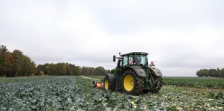 Kolejne plantacje do likwidacji. Na polskie warzywa nie ma zbytu warzywa do likwidacji, kalafior, mulczowanie