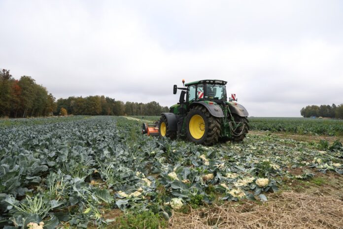 warzywa do likwidacji, kalafior, mulczowanie