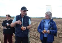 Hazera Elite Onion Club 2026 – cebula bez tajemnic