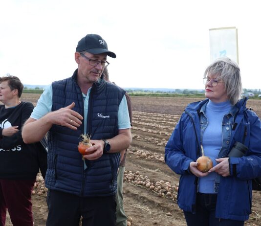 Hazera Elite Onion Club 2026 – cebula bez tajemnic