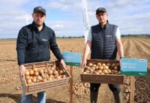 Nowe odmiany cebuli Hazera – odpowiedź na potrzeby rynku i przechowalnictwa Hazera, cebula, odmiany cebuli hazera