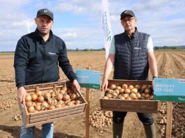 Nowe odmiany cebuli Hazera – odpowiedź na potrzeby rynku i przechowalnictwa Hazera, cebula, odmiany cebuli hazera