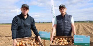 Nowe odmiany cebuli Hazera – odpowiedź na potrzeby rynku i przechowalnictwa Hazera, cebula, odmiany cebuli hazera