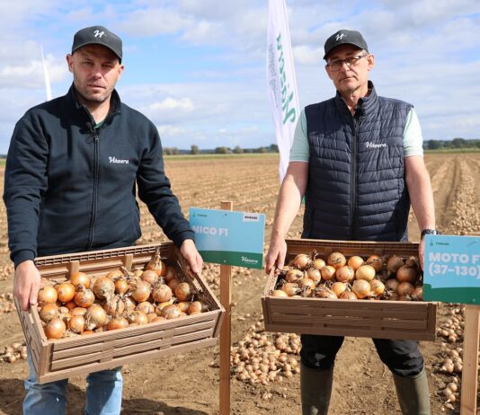 Nowe odmiany cebuli Hazera – odpowiedź na potrzeby rynku i przechowalnictwa Hazera, cebula, odmiany cebuli hazera
