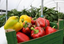 Optymalne nawożenie papryki – plon, jakość i realne oszczędności