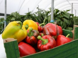 Optymalne nawożenie papryki – plon, jakość i realne oszczędności