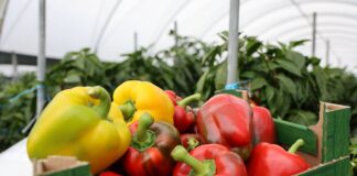 Optymalne nawożenie papryki – plon, jakość i realne oszczędności