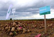 Braco i Camaro – dwie niezawodne odmiany buraka ćwikłowego od Hazera