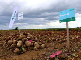 Braco i Camaro – dwie niezawodne odmiany buraka ćwikłowego od Hazera