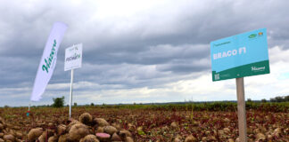 Braco i Camaro – dwie niezawodne odmiany buraka ćwikłowego od Hazera