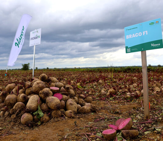 Braco i Camaro – dwie niezawodne odmiany buraka ćwikłowego od Hazera