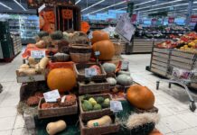 Ceny dyń w Halloween – hurt i detal ceny dyń