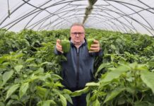 Jakie kierunki rozwoju upraw papryki na Południowym Mazowszu? Czy Paweł Myziak ma rację?