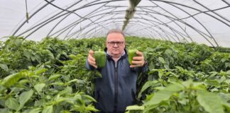 Jakie kierunki rozwoju upraw papryki na Południowym Mazowszu? Czy Paweł Myziak ma rację?