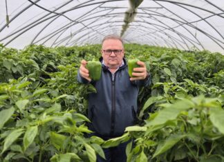 Jakie kierunki rozwoju upraw papryki na Południowym Mazowszu? Czy Paweł Myziak ma rację?