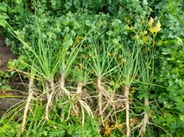 Zamiast pietruszki korzeniowej – naciowa. PIORiN przeprowadza kontrole na polach pietruszki