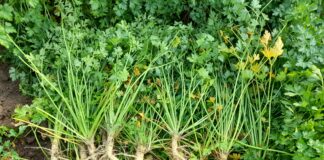 Zamiast pietruszki korzeniowej – naciowa. PIORiN przeprowadza kontrole na polach pietruszki