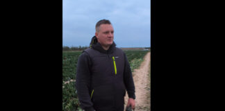 Papryka za darmo. Plantator z Gałkowic alarmuje o dramatycznej sytuacji na rynku warzyw