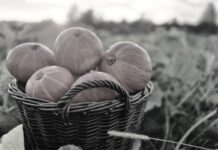 Patologie samozbiorów. „Leży, to biorą”