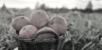 Patologie samozbiorów. „Leży, to biorą”