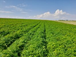 Nasiona, które zrujnowały sezon. Producenci pietruszki będą walczyć o sprawiedliwość pole pietruszki, pietruszki, pietruszka