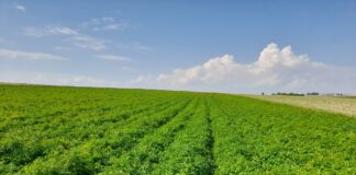 Nasiona, które zrujnowały sezon. Producenci pietruszki będą walczyć o sprawiedliwość pole pietruszki, pietruszki, pietruszka