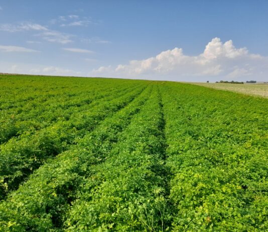 Nasiona, które zrujnowały sezon. Producenci pietruszki będą walczyć o sprawiedliwość pole pietruszki, pietruszki, pietruszka