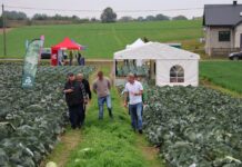 Nowoczesne odmiany kapust Rijk Zwaan – przegląd i rekomendacje uprawowe Rijk Zwaan, Małopolskie Dni Kapusty w Charsznicy