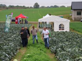 Nowoczesne odmiany kapust Rijk Zwaan – przegląd i rekomendacje uprawowe Rijk Zwaan, Małopolskie Dni Kapusty w Charsznicy
