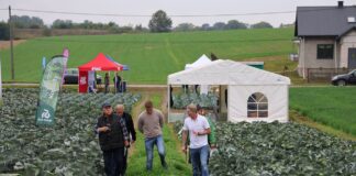 Nowoczesne odmiany kapust Rijk Zwaan – przegląd i rekomendacje uprawowe Rijk Zwaan, Małopolskie Dni Kapusty w Charsznicy