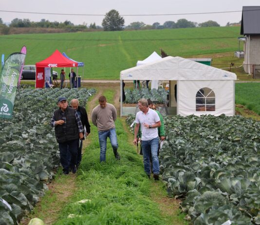 Nowoczesne odmiany kapust Rijk Zwaan – przegląd i rekomendacje uprawowe Rijk Zwaan, Małopolskie Dni Kapusty w Charsznicy