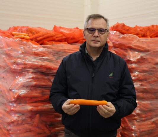 Marchew #Profesjonalnie – nawożenie zdało egzamin Marchew #profesjonalnie